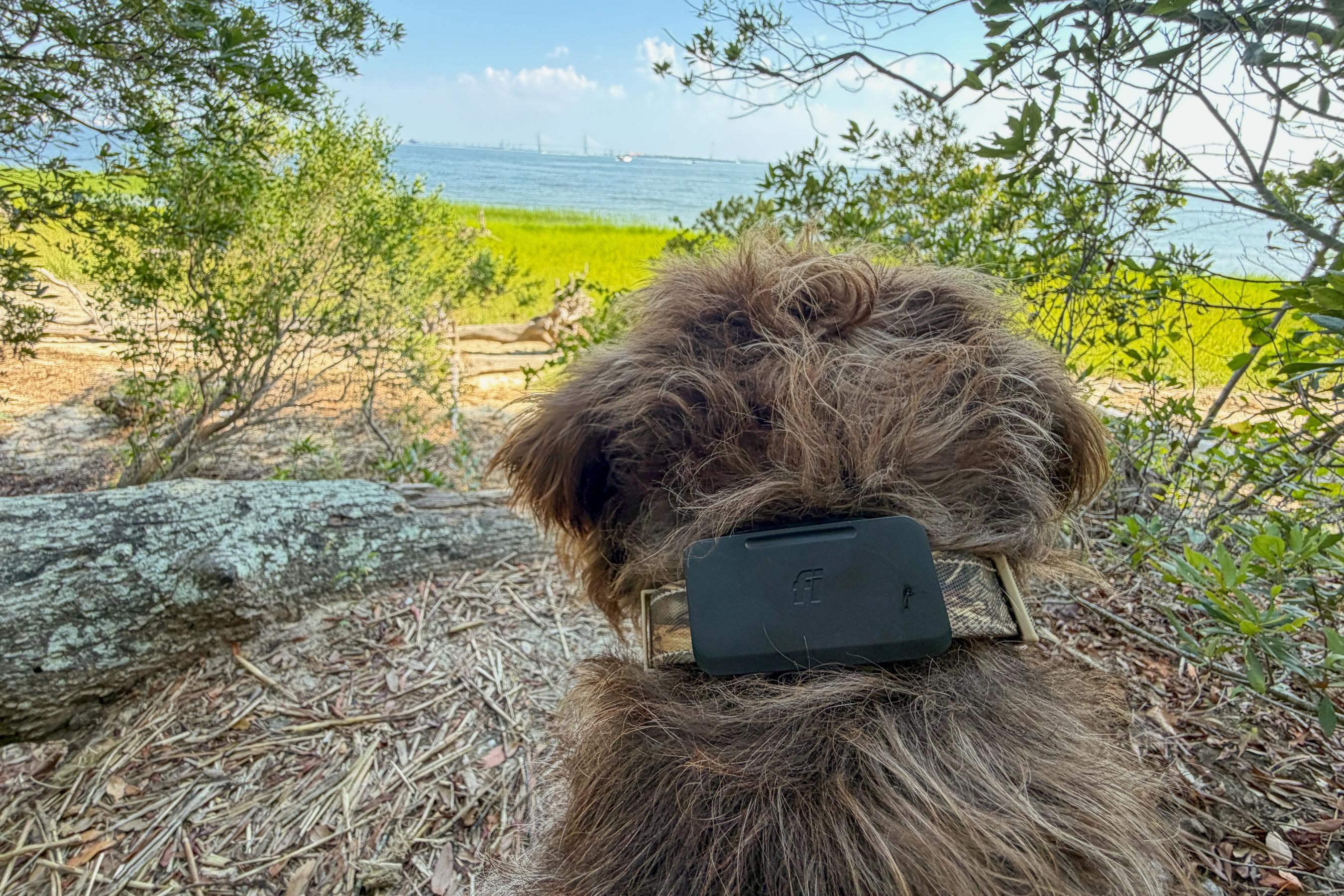 First look: Fi Ultra Starlink pet tracker