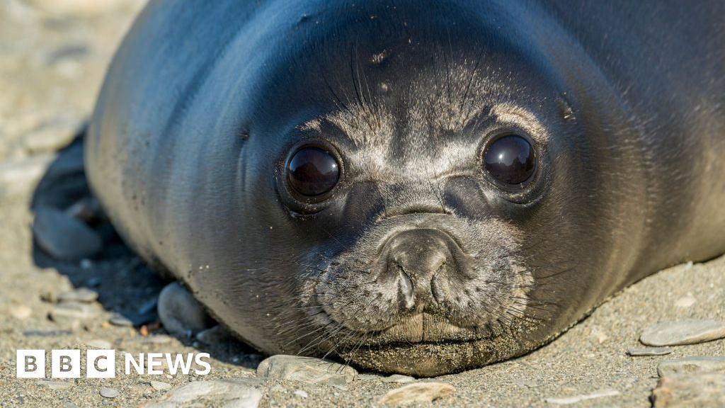 Bird flu kills more than 75% of baby seals on remote Australian island, study finds