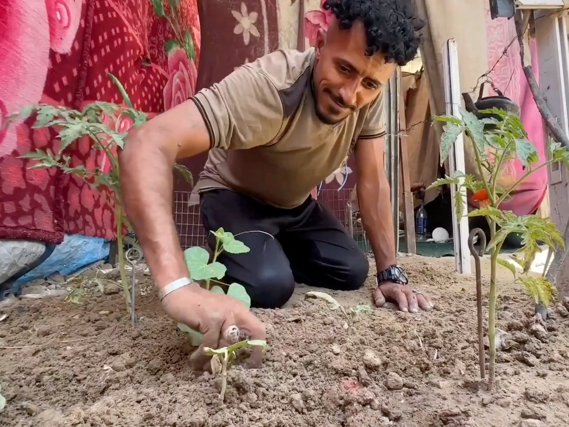 Displaced Gaza farmers turn to dirt near tents to grow crops