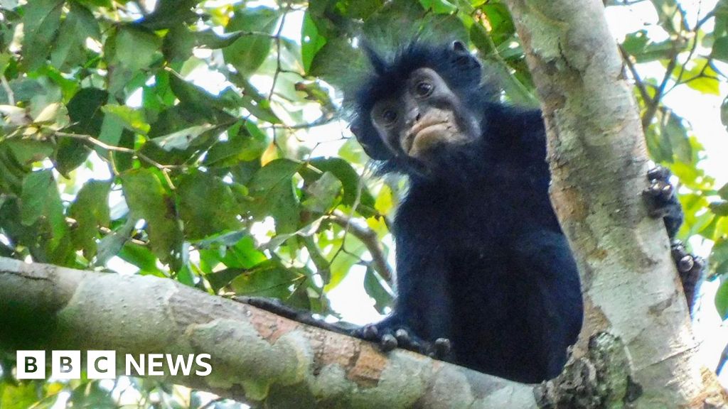 Watch: What we know about newly discovered monkey species