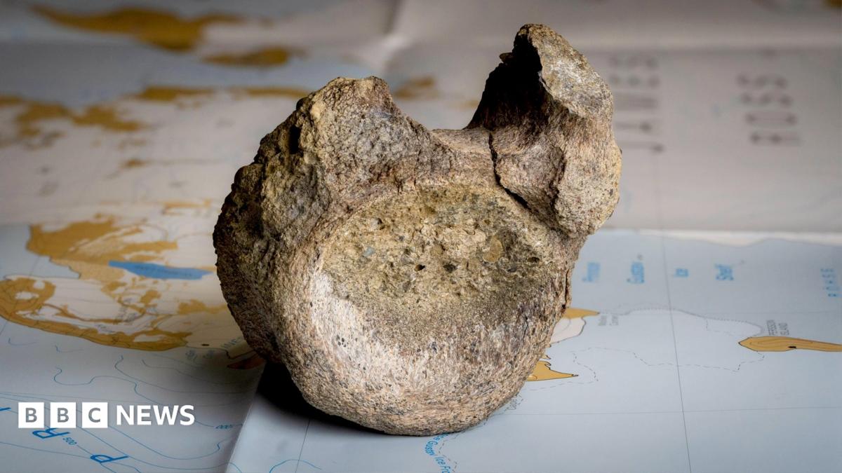 First dinosaur bone from Antarctica found in a drawer
