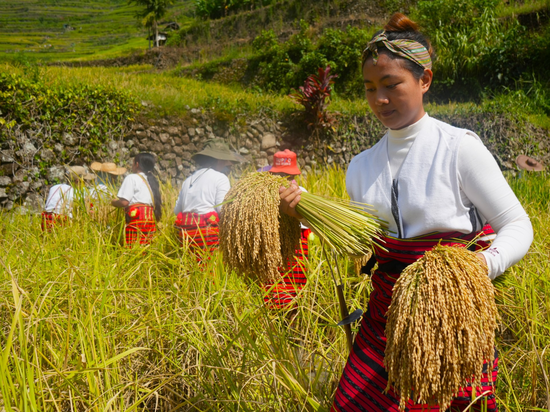 Climate change presents new threat to Philippines’ UNESCO rice terraces
