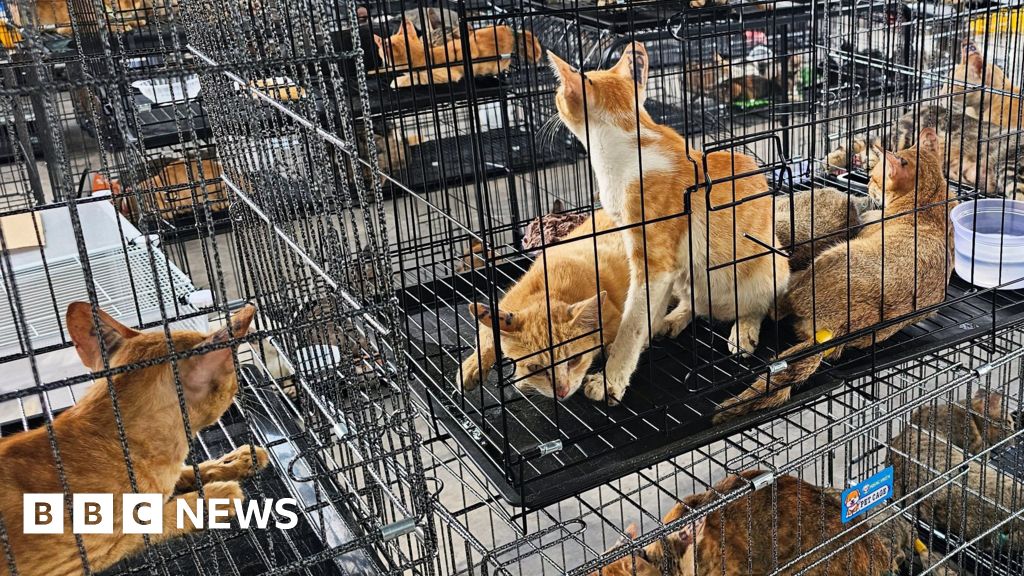 Hundreds of cats stolen for food in Vietnam rescued by police, welfare group says