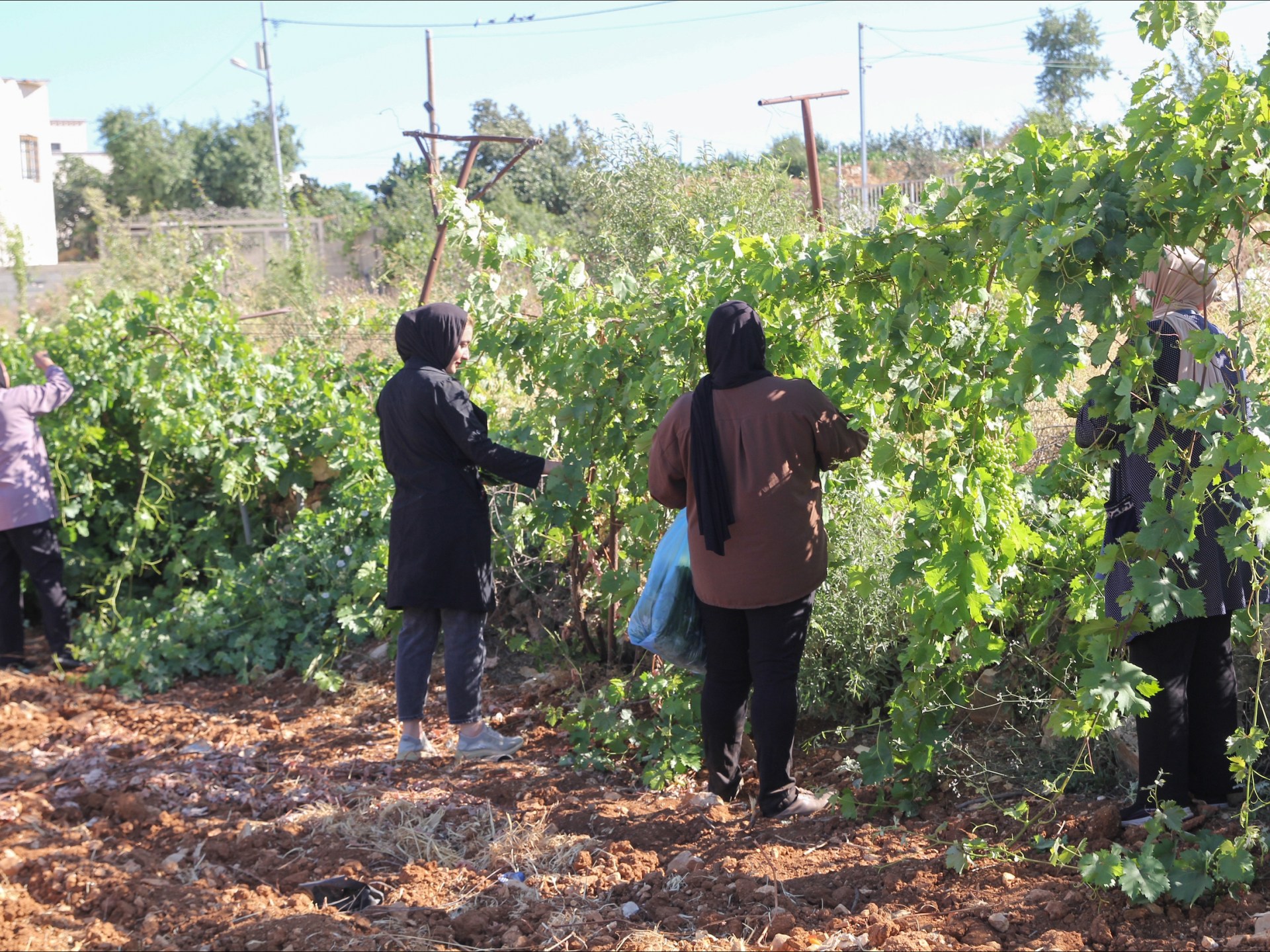 Paradise lost: How Israel is making war on West Bank farmers