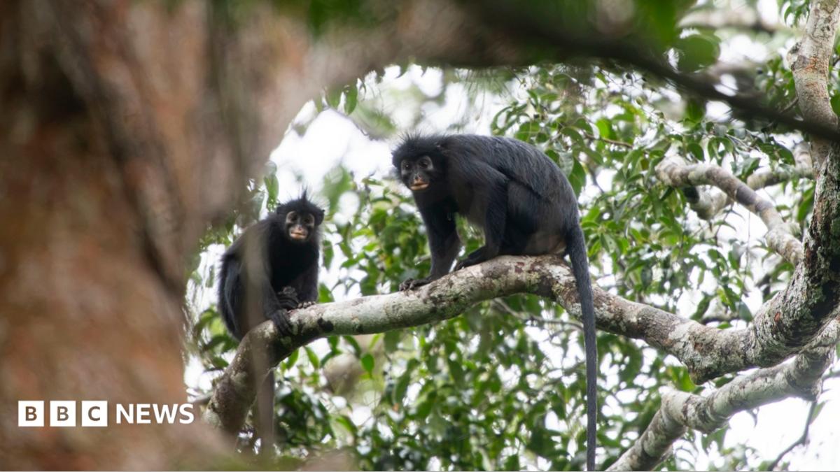 New monkey species with orange lips found 'hiding' in DRC forest