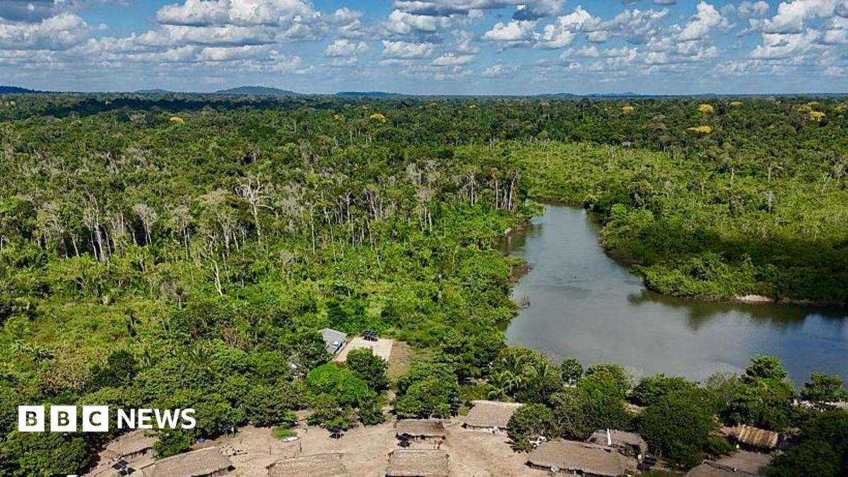 Brazil's Amazon sees sharp decline in size of area burned in 2025