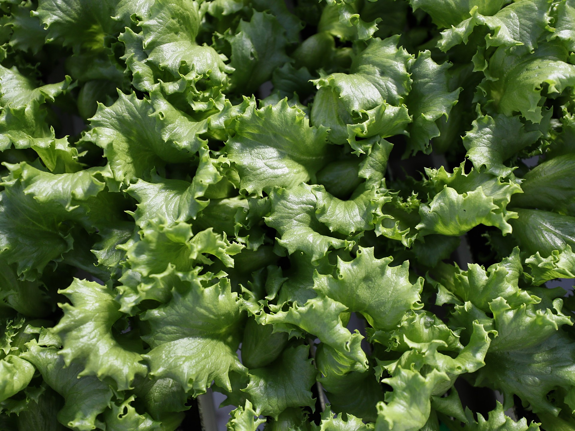 What is cyclospora? Diarrhoea symptoms, foods linked to US outbreak