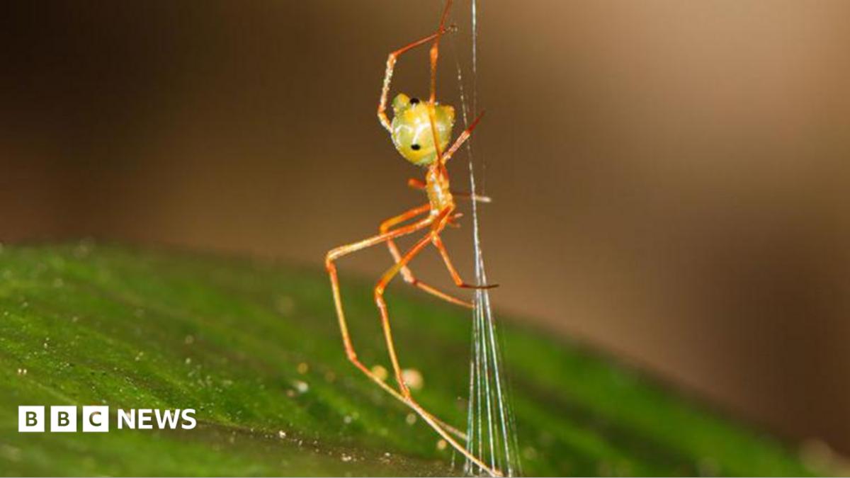 Spider which uses spring trap to capture prey discovered in Australia
