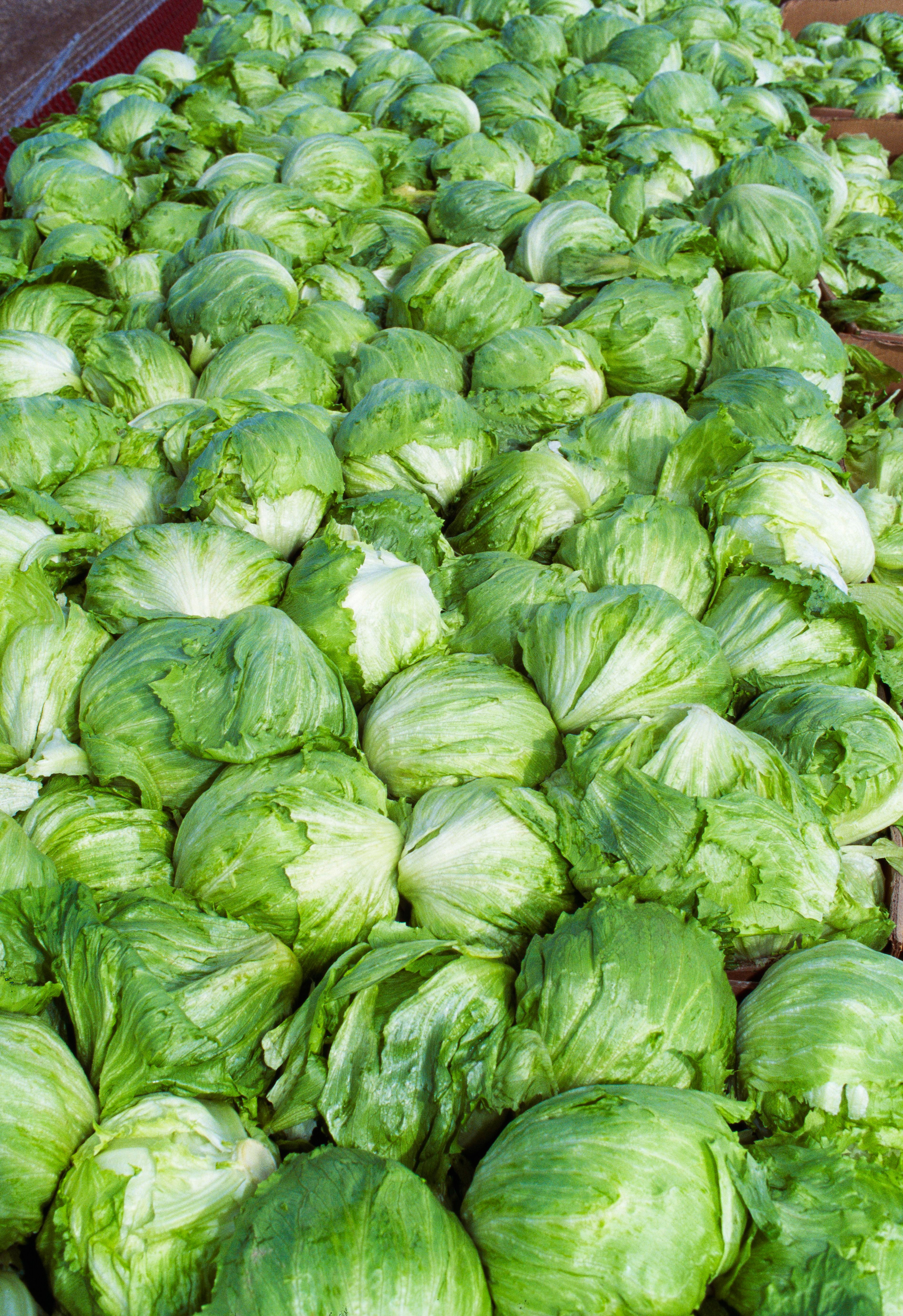 Taylor Farms pulls iceberg lettuce from the US market after cyclosporiasis outbreak
