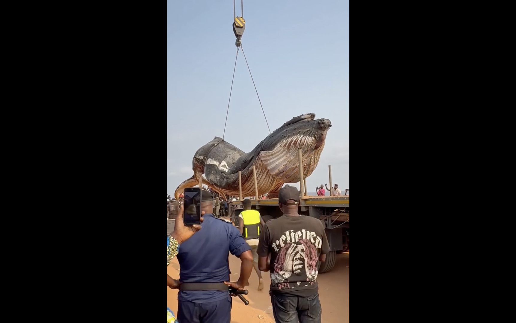 12-tonne whale removed from DR Congo beach