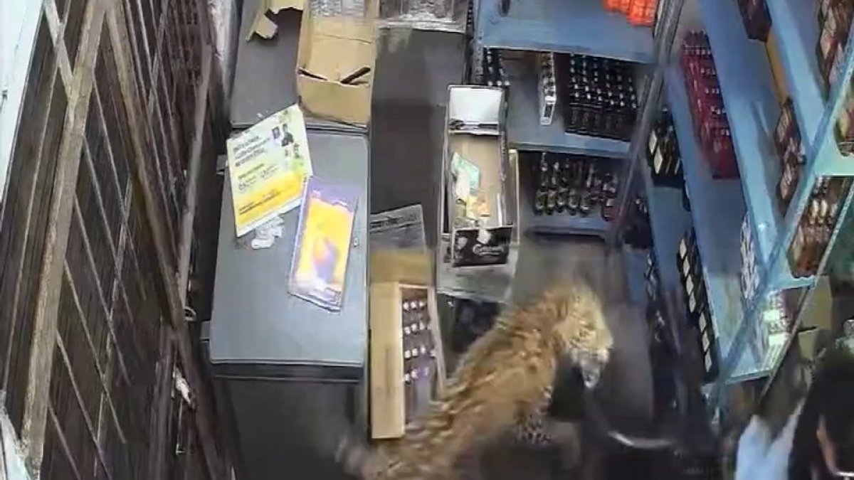 Leopard caught on camera storming into a store in Rajasthan, India