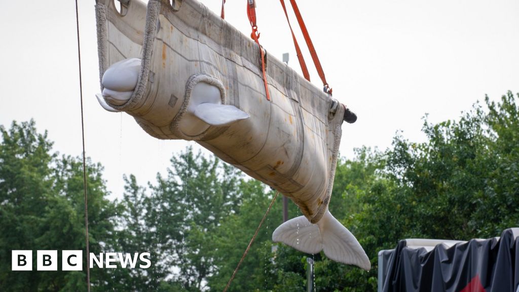 Beluga whales relocated from closed Canadian marine park arrive in US