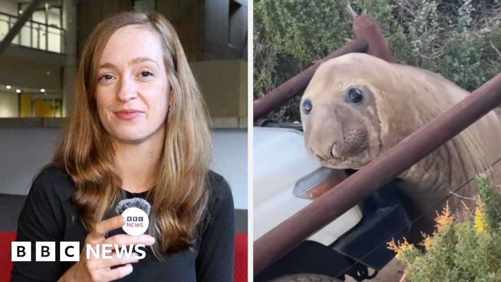 How a viral seal called Neil caused mayhem in Australia