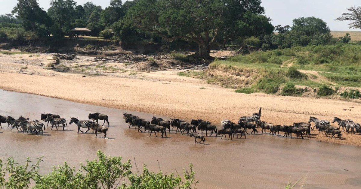 The battle for the Maasai Mara: Can Kenya’s most iconic ecosystem be saved?