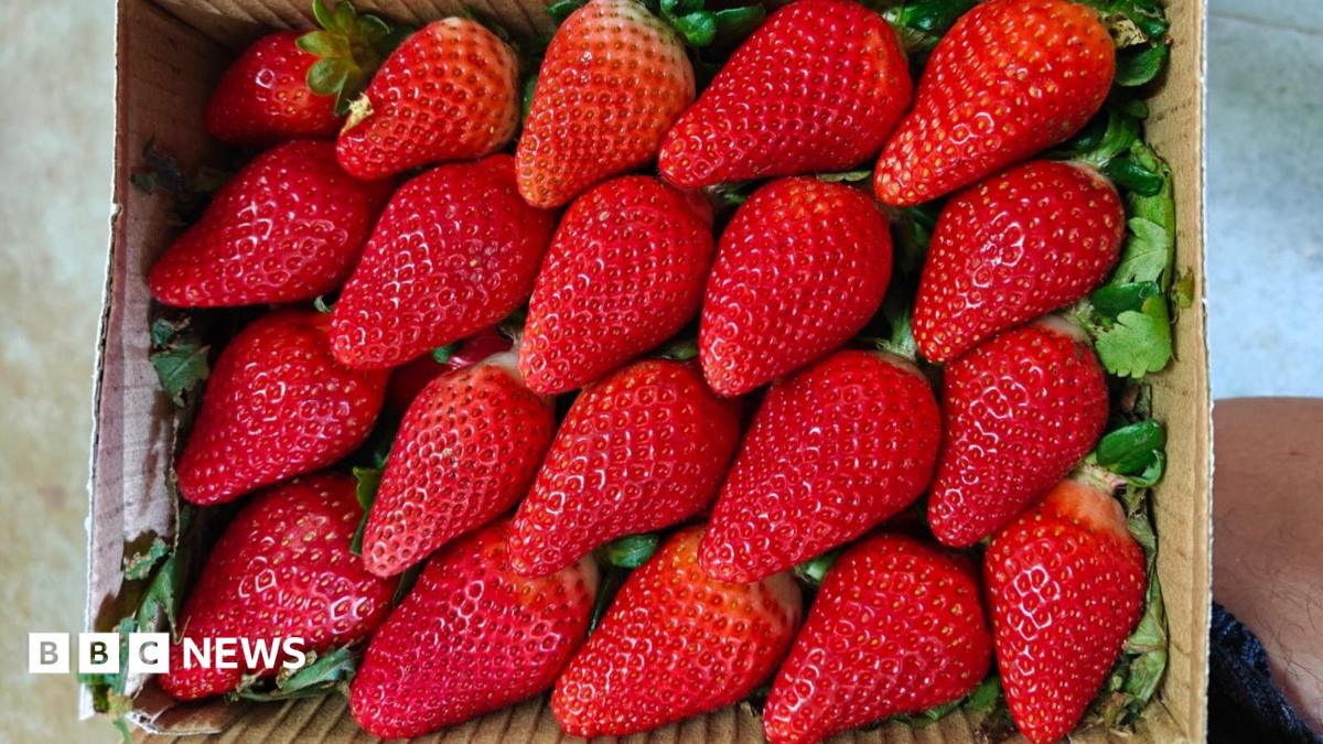 India wants to join the strawberry superpowers