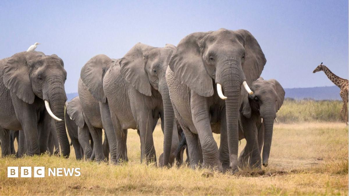 Mysterious deaths of 14 elephants in Kenya prompts urgent inquiry