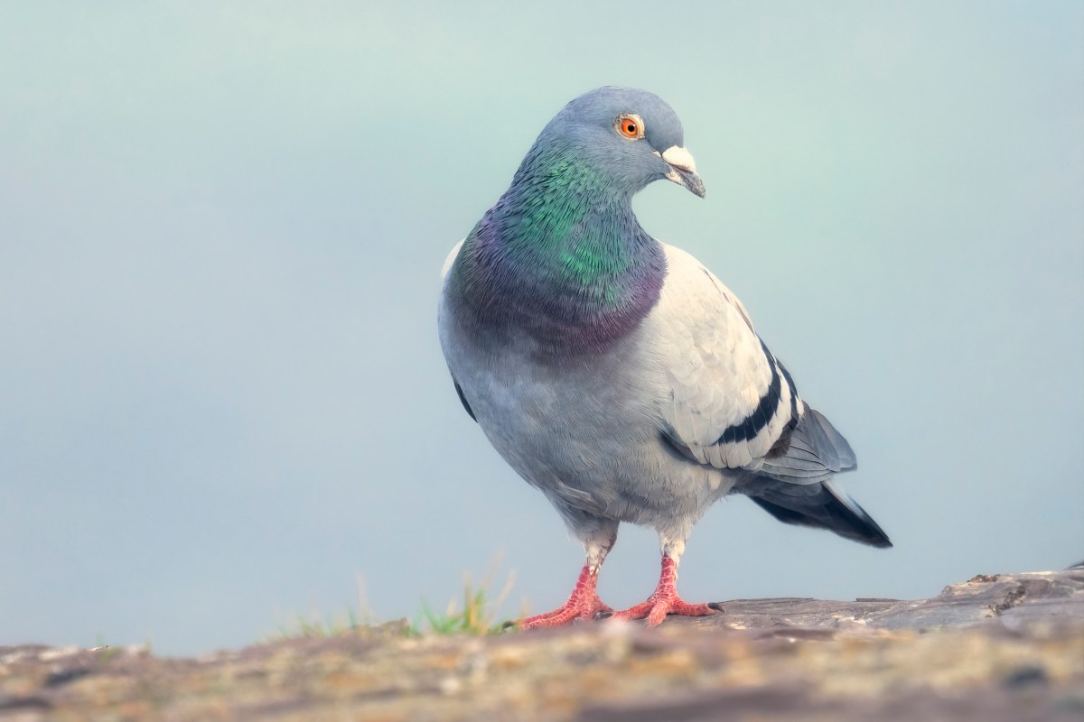‘Slow-cial’ app Roost forces you to slow down to the speed of a carrier pigeon