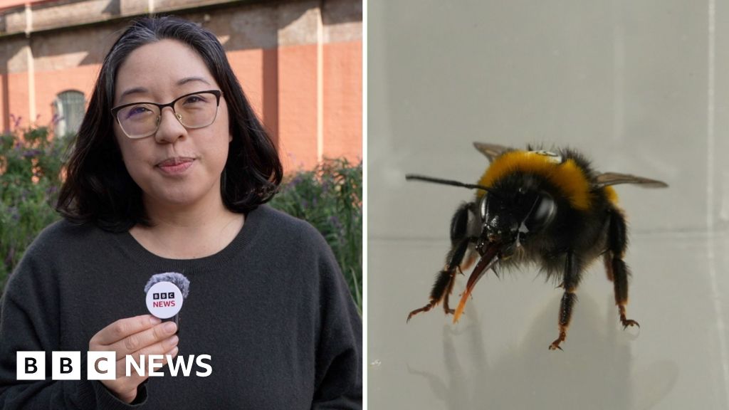 Do bees have feelings? Study reveals the insects' 'inner life'