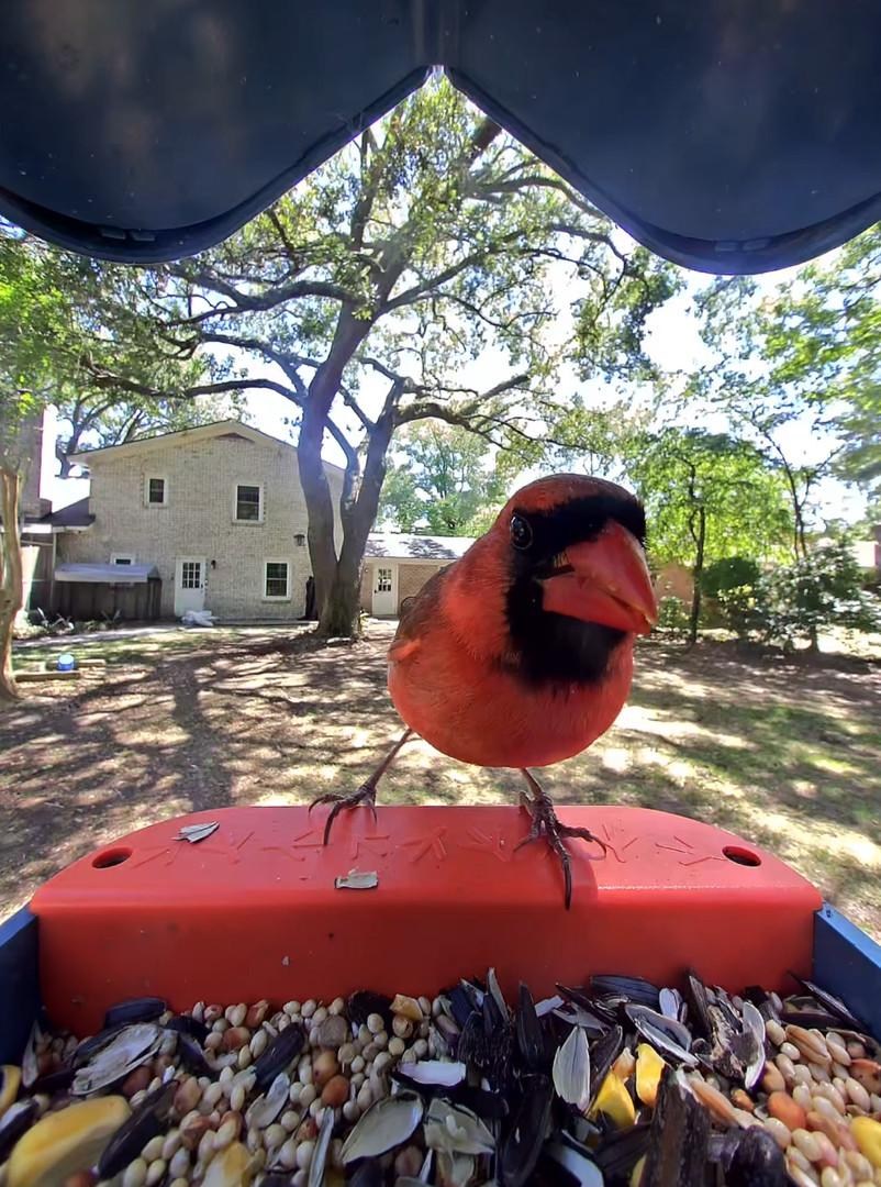 The solar-powered Birdbuddy Pro is on sale for $168, the lowest price yet