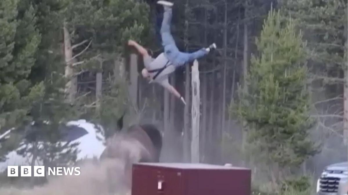 Bison rams grandfather in Yellowstone Park, knocking him metres into the air