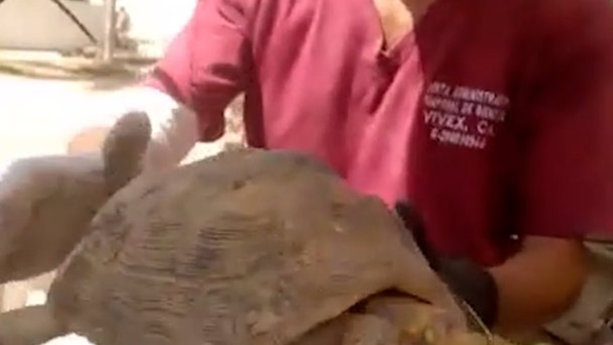 Turtle rescued from rubble a month after Venezuela earthquake
