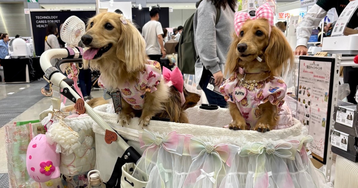 Japan’s pet care industry booms as ‘fur babies’ outnumber infants