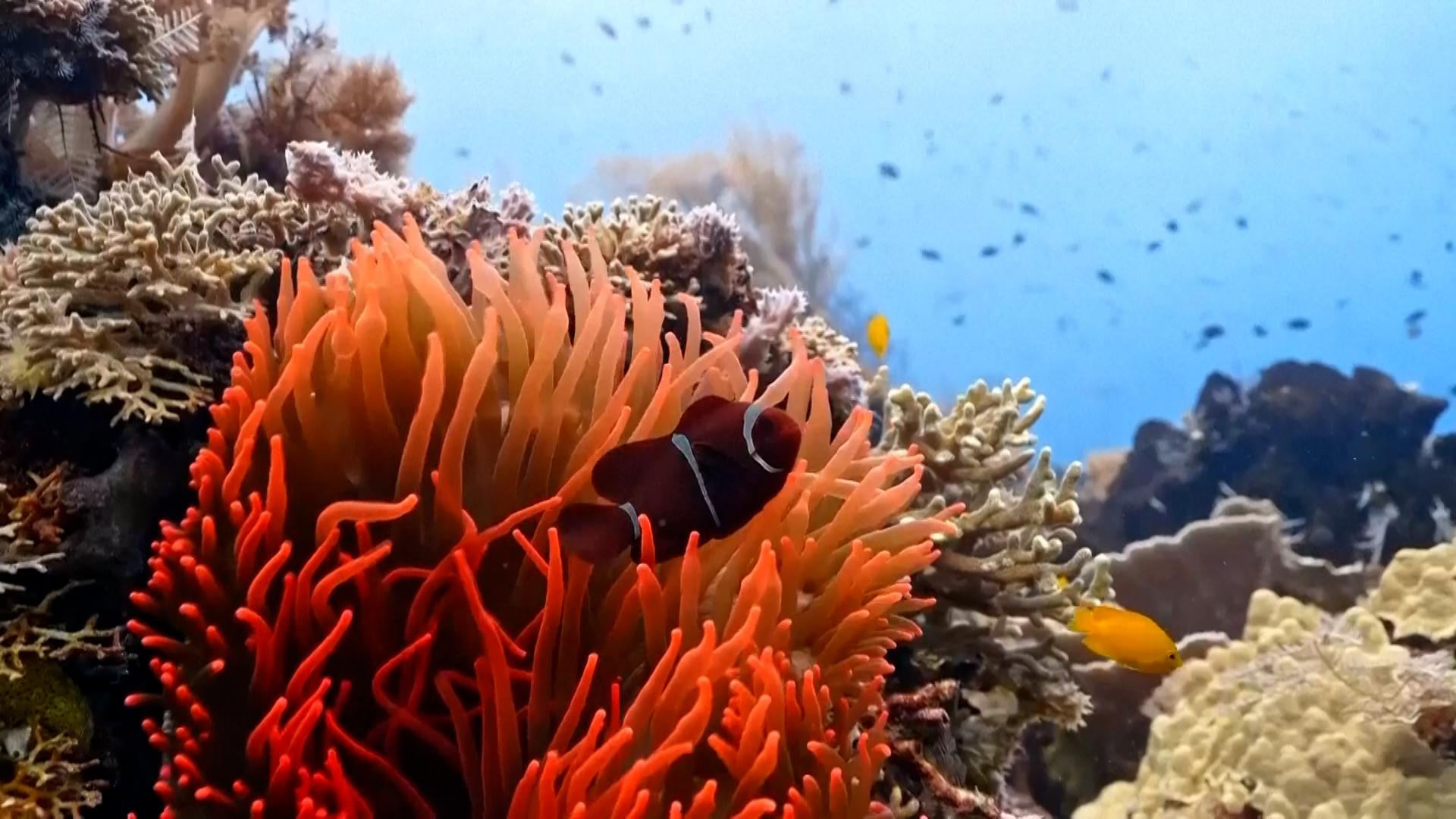 Ocean temperatures hit record highs as El Niño looms